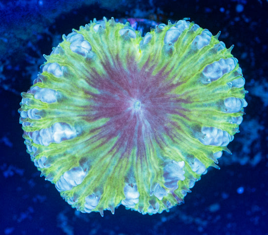 RAS Exosphere Blasto