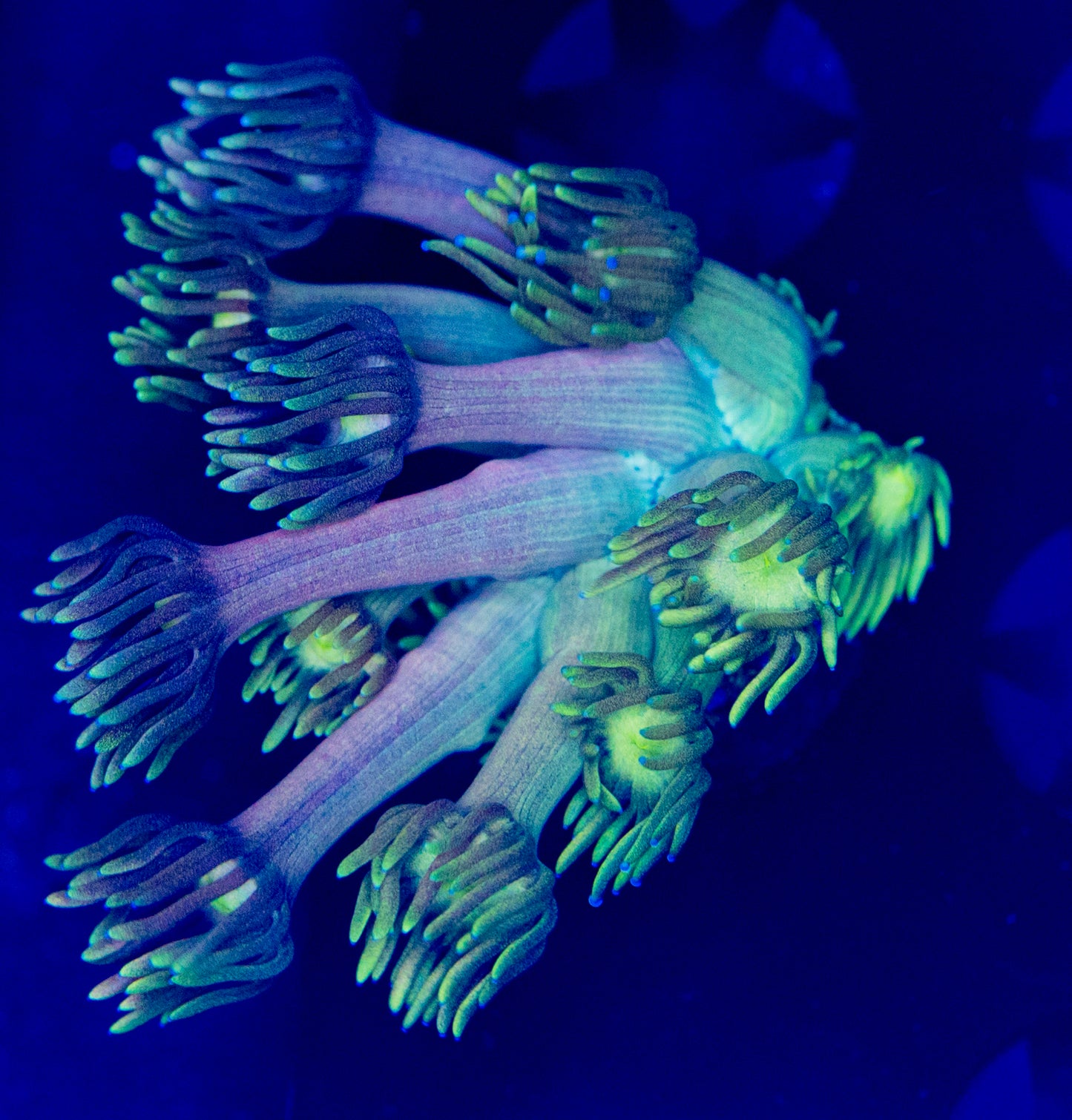 Rainbow Lime Goni WYSIWYG-V12