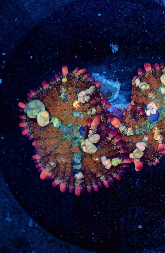 OT7 rainbow bounce mushroom