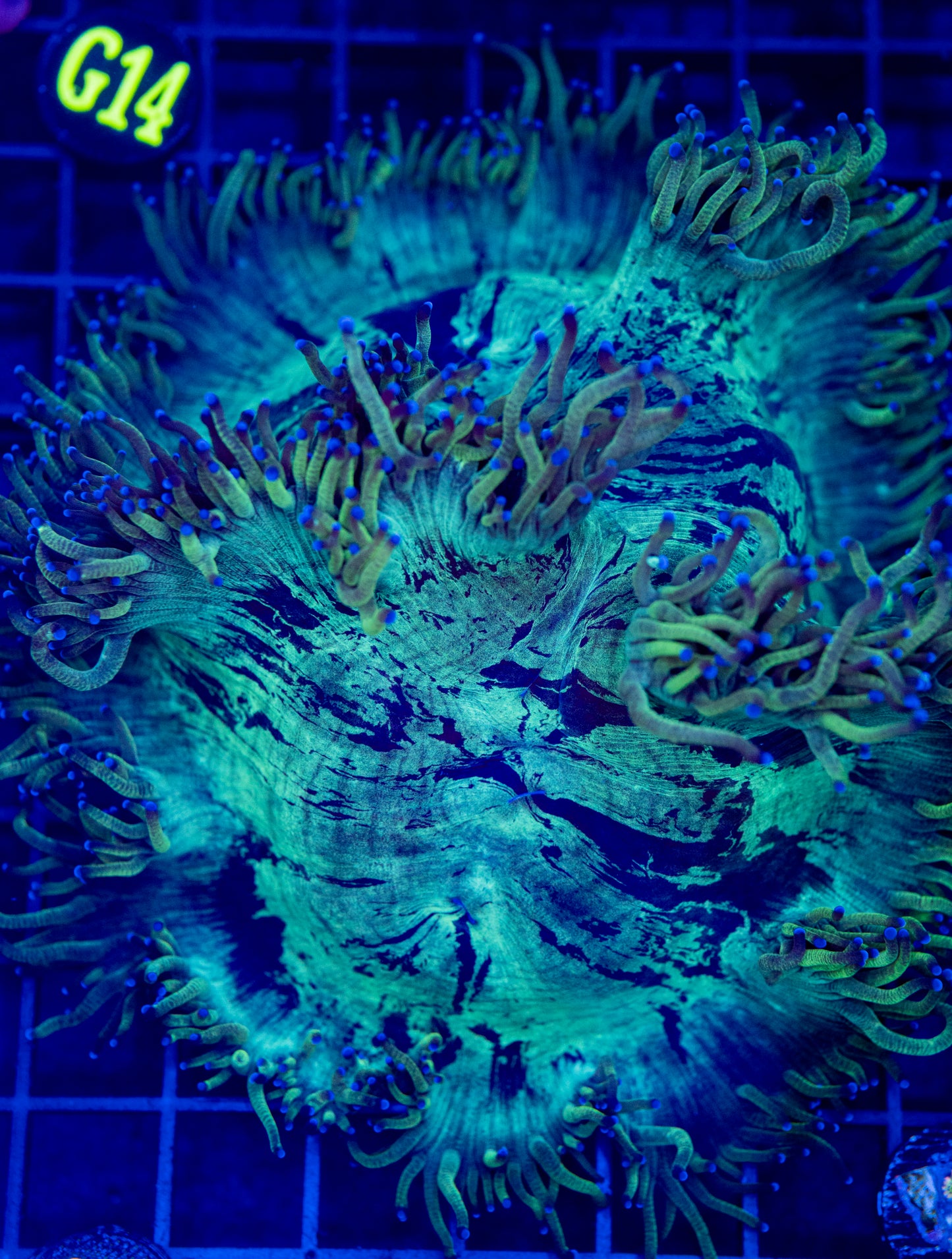 Elegance Coral 01B