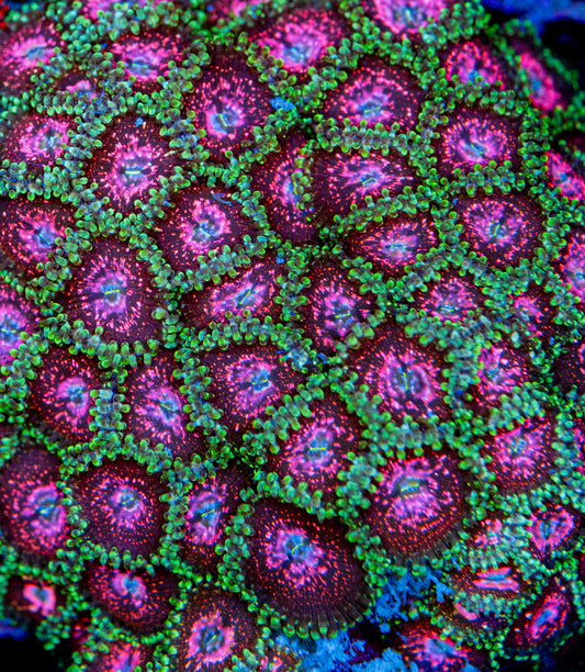 RAS Exploding Nebula Zoa New Release