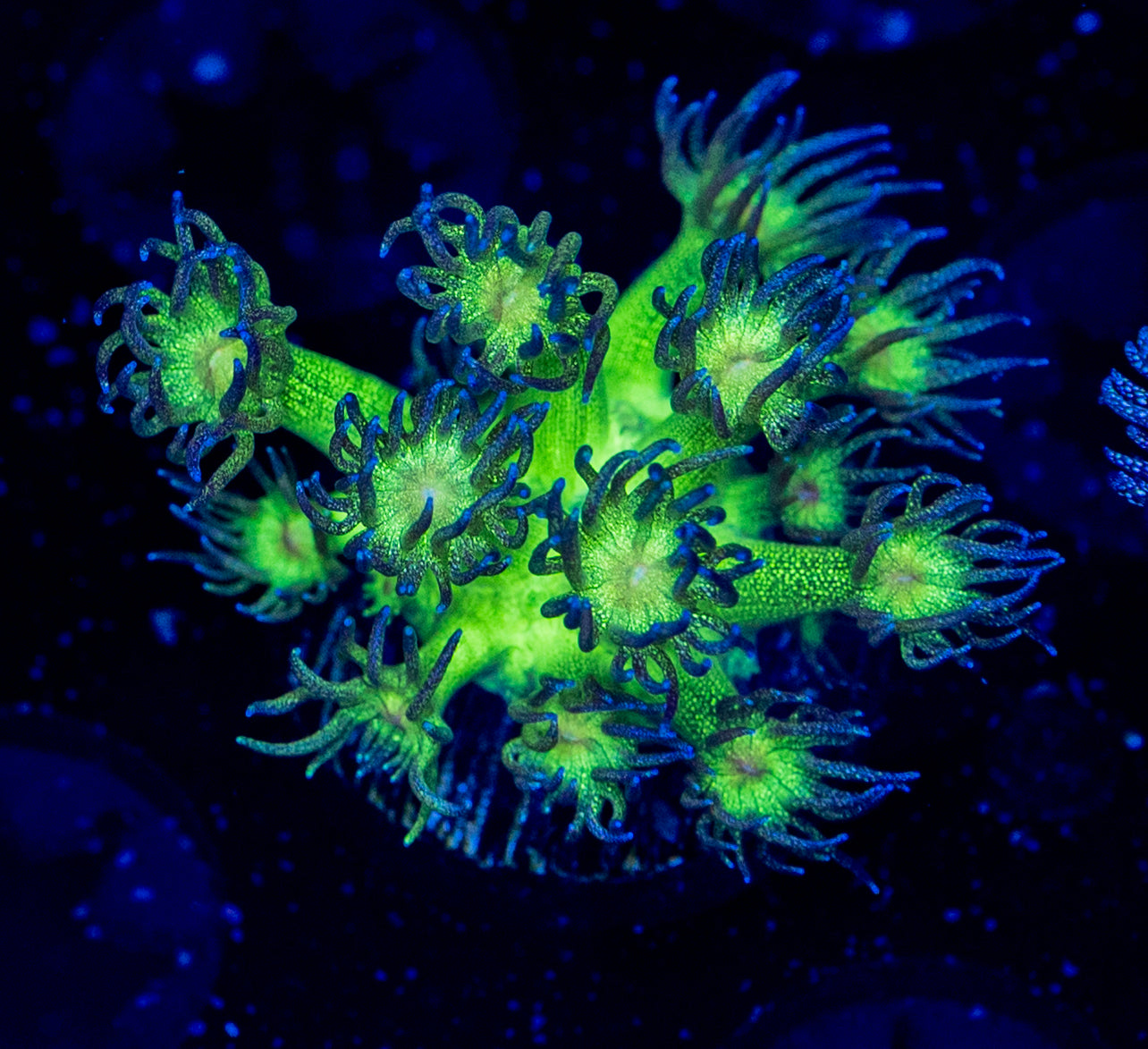 Highlights Glitter Goni