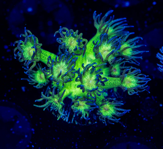 Highlights Glitter Goni