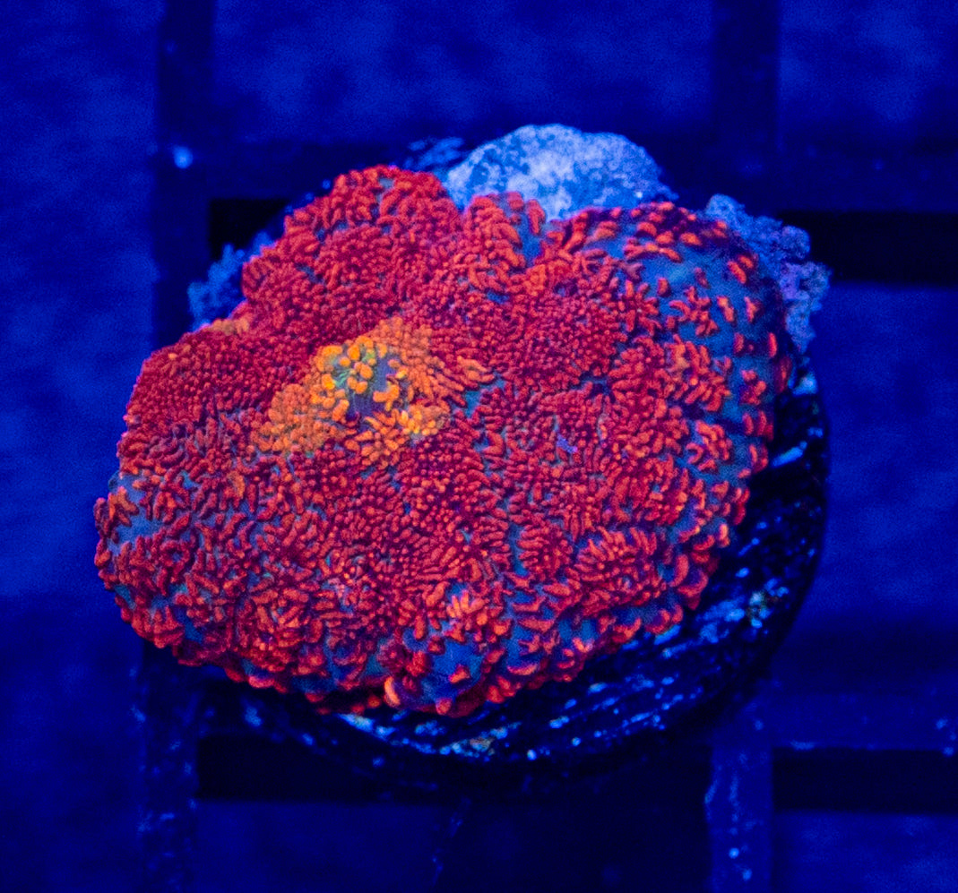 F07B MUSHROOM