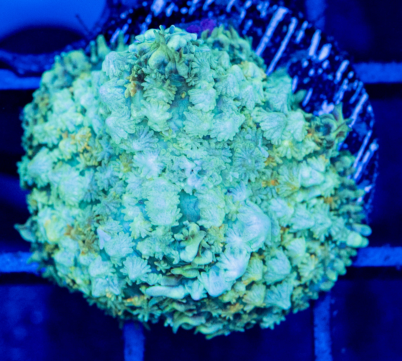 F10B Oscar The Grouch MUSHROOM