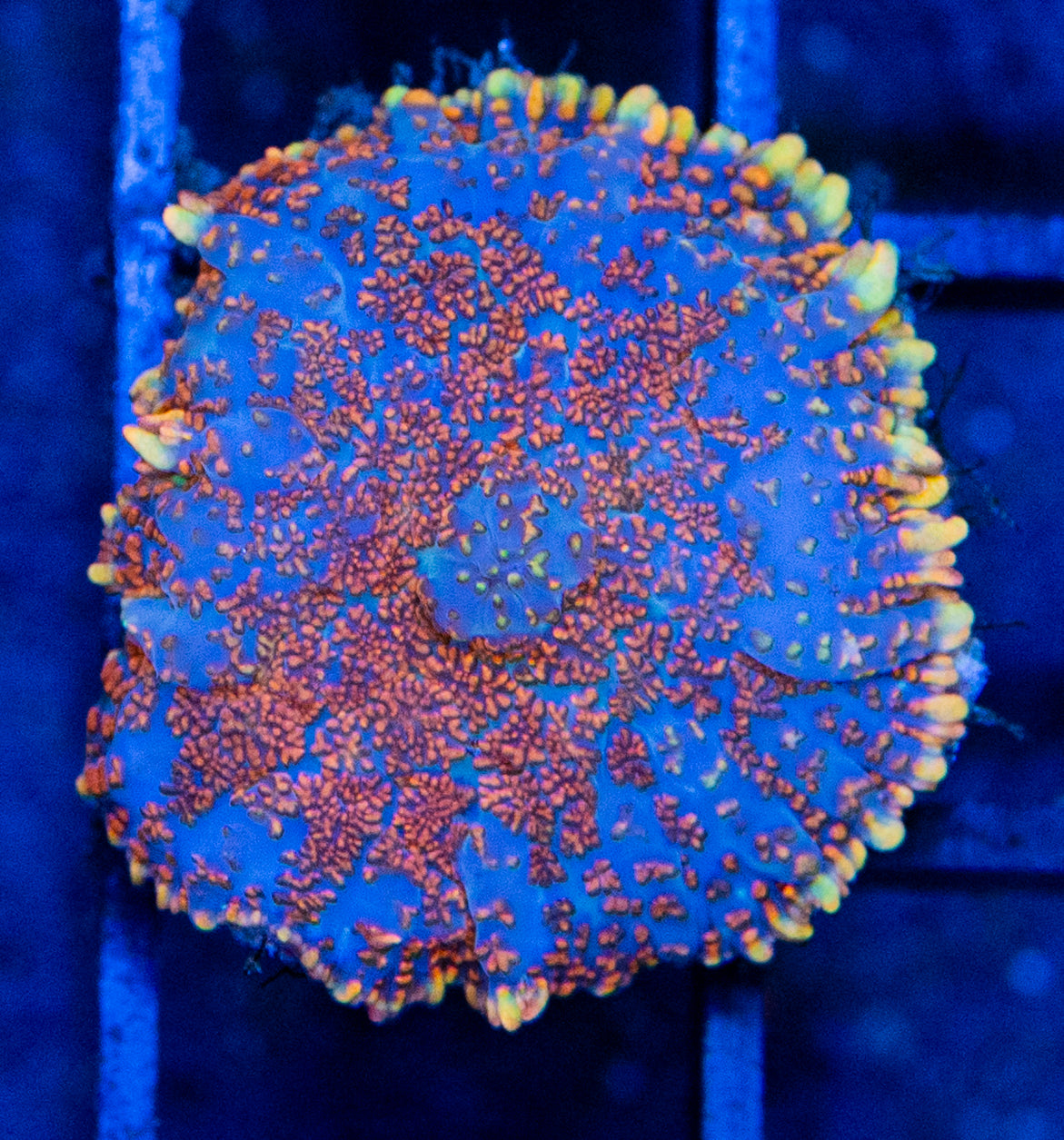 F12 B MUSHROOM