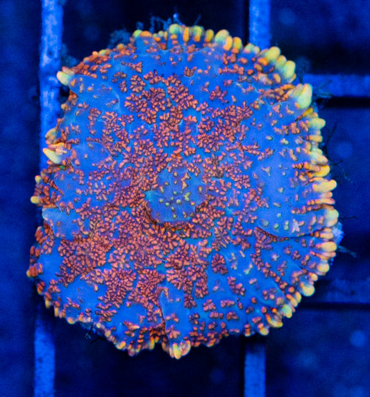 F12 B MUSHROOM