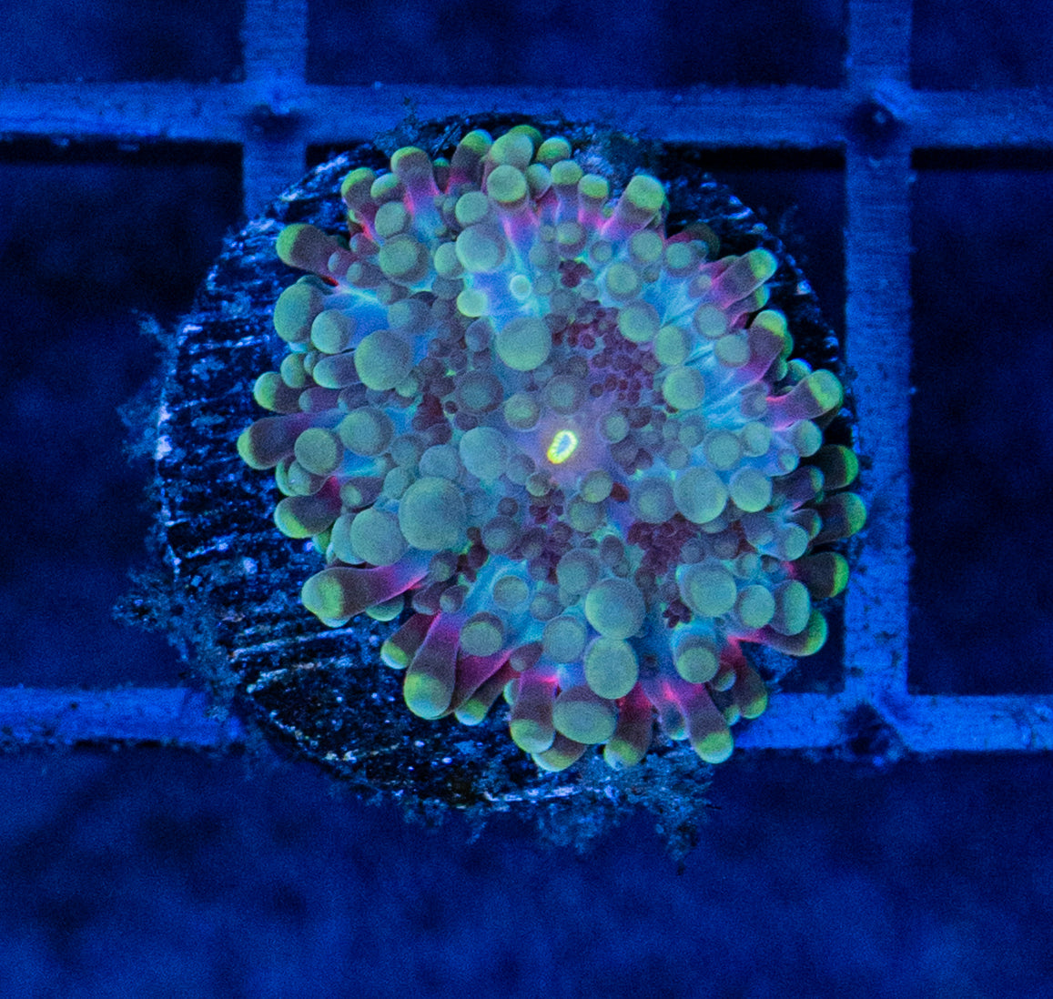 F20B MUSHROOM