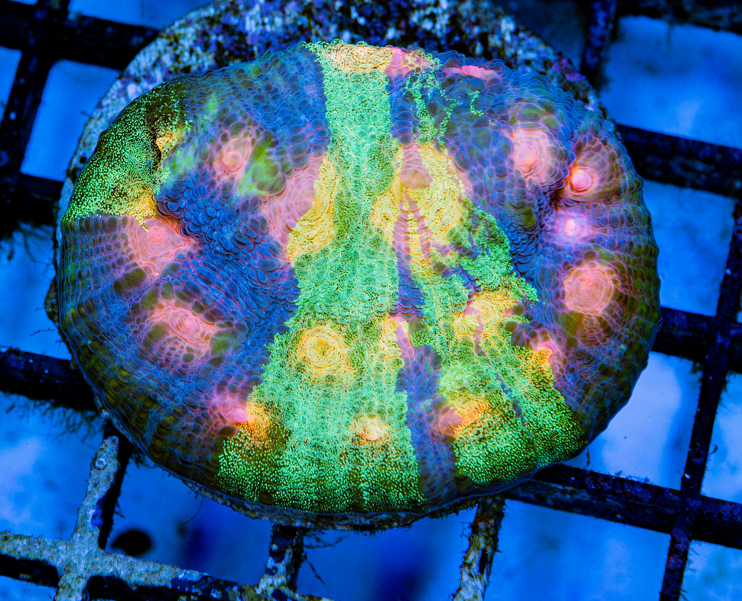 RAS Mardi Gras Rainbow Chalice