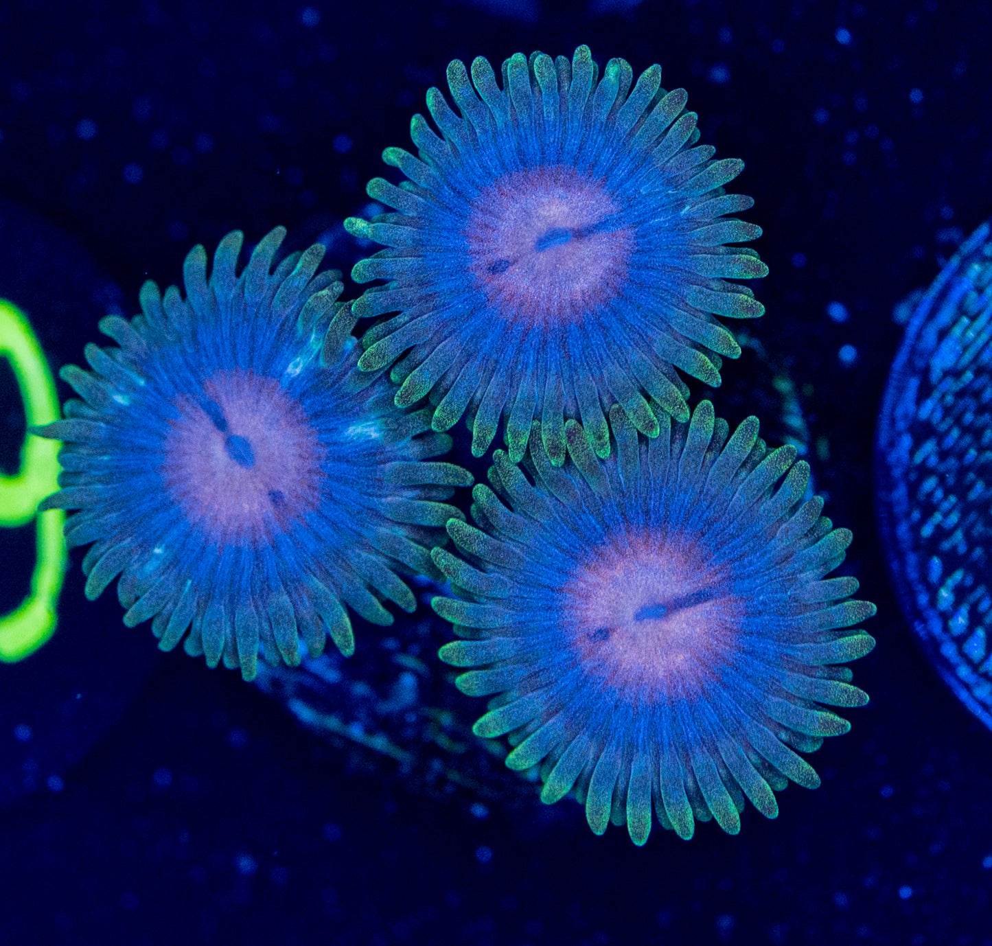 F33 ZOA / SPECIAL