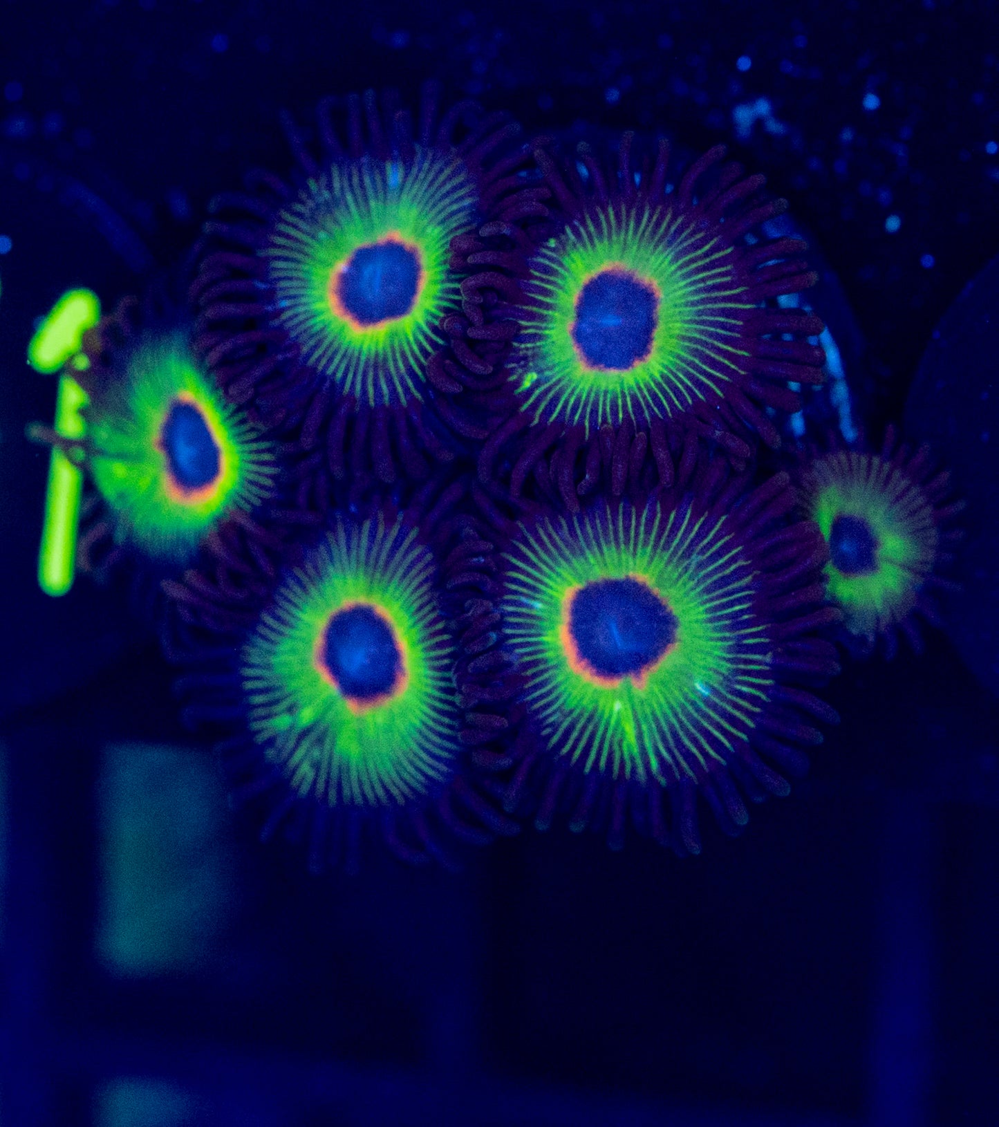 F34 ZOA