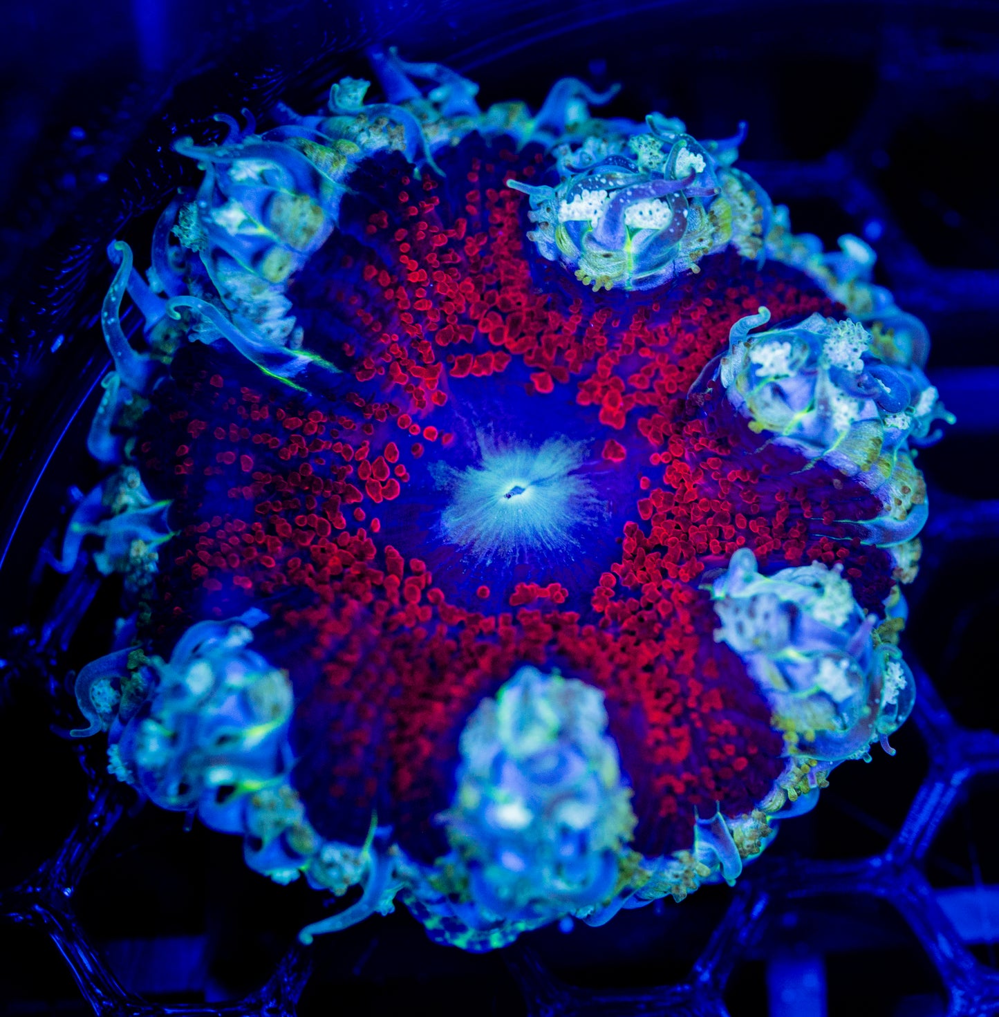 F35 ROCK FLOWER