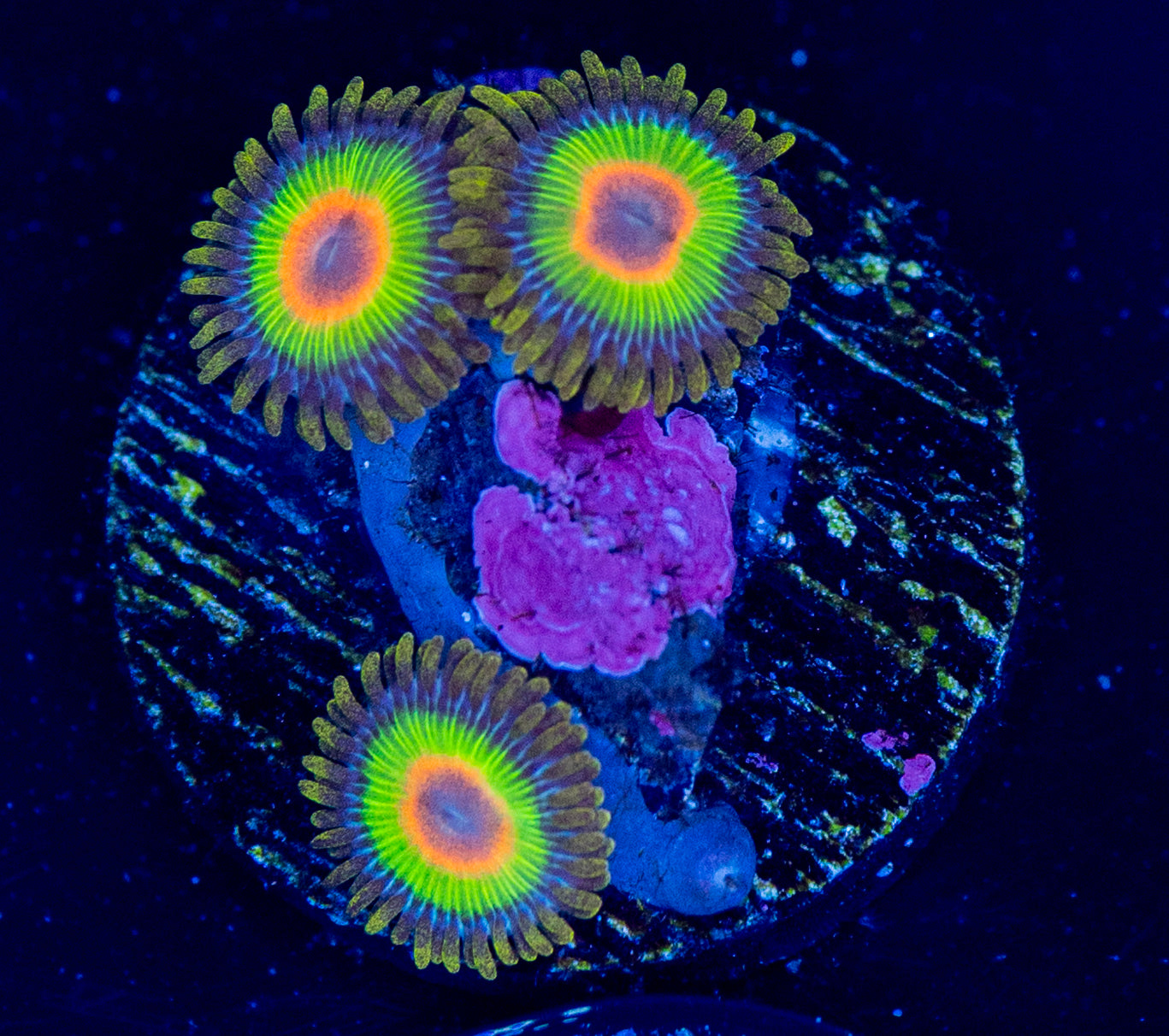 F36 RASTA ZOA