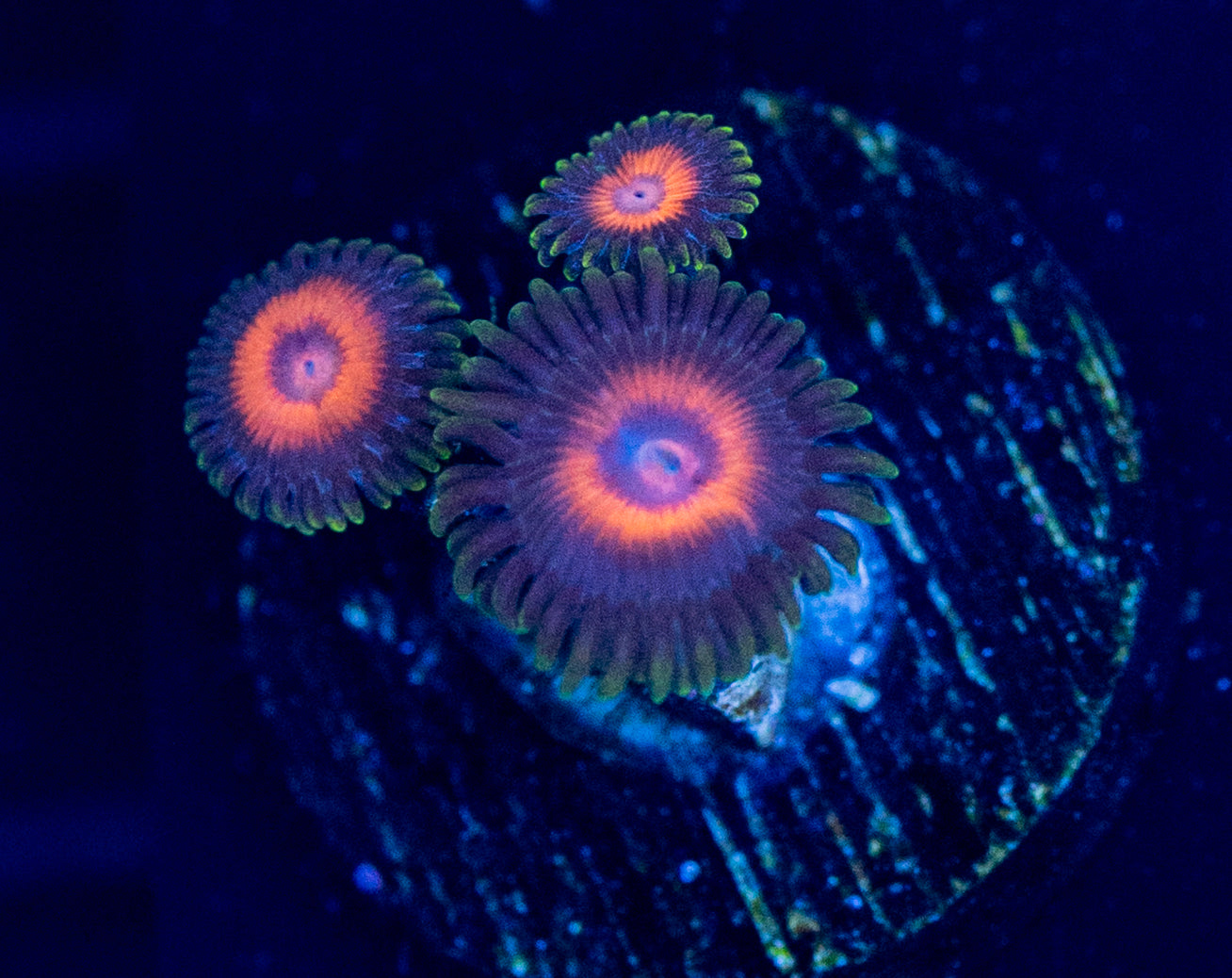 F40 ZOA
