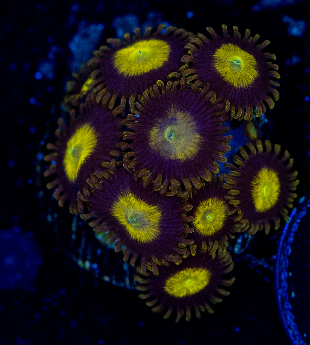 F46 KING MIDAS ZOA