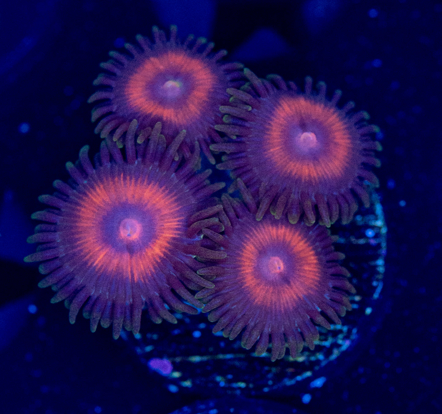 F47 ZOA