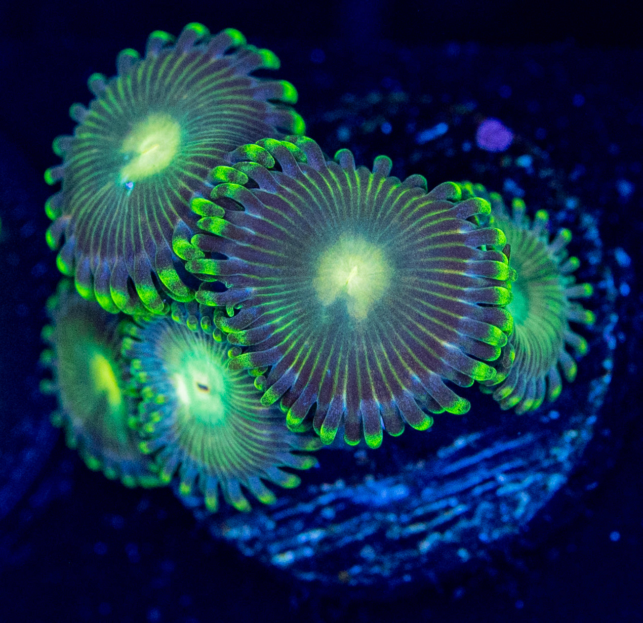 F48 ZOA