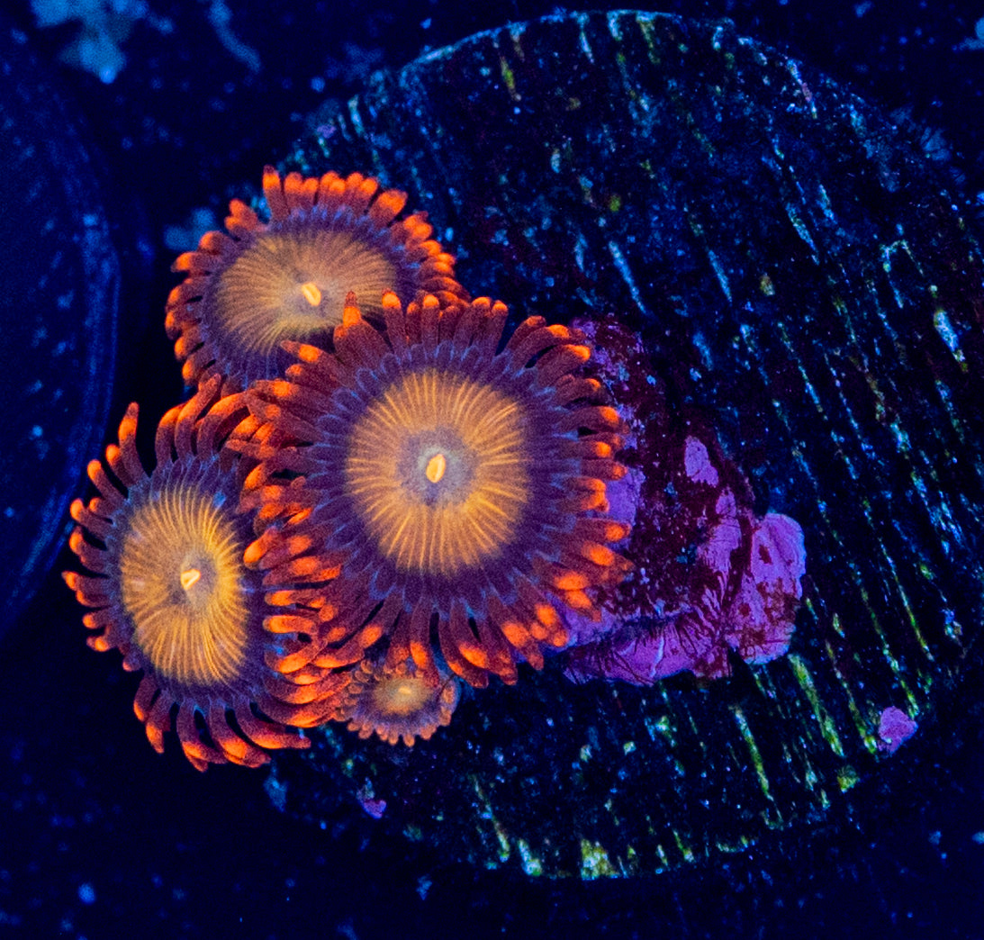 F49 ZOA