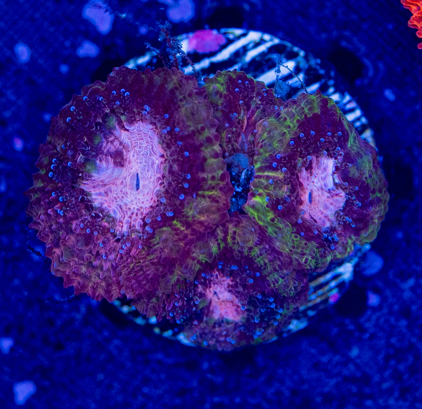 Micromussa WYSIWYG-C39