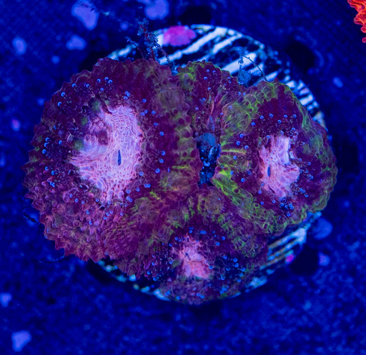 Micromussa WYSIWYG-C39