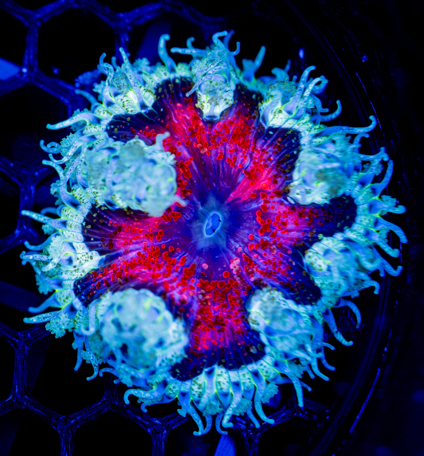 F51 ROCK FLOWER WYSIWYG