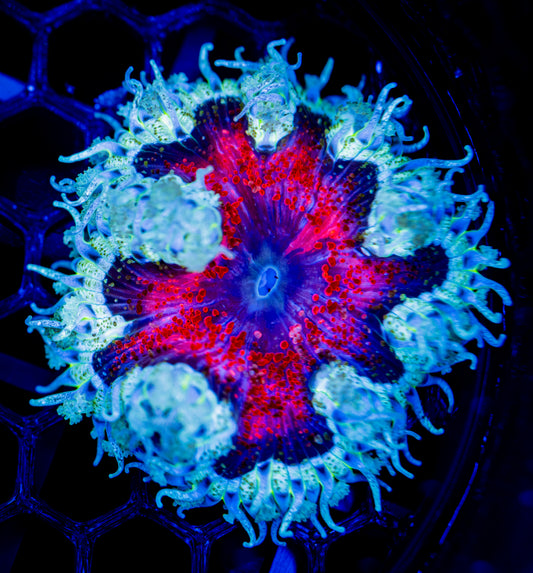 F51 ROCK FLOWER WYSIWYG