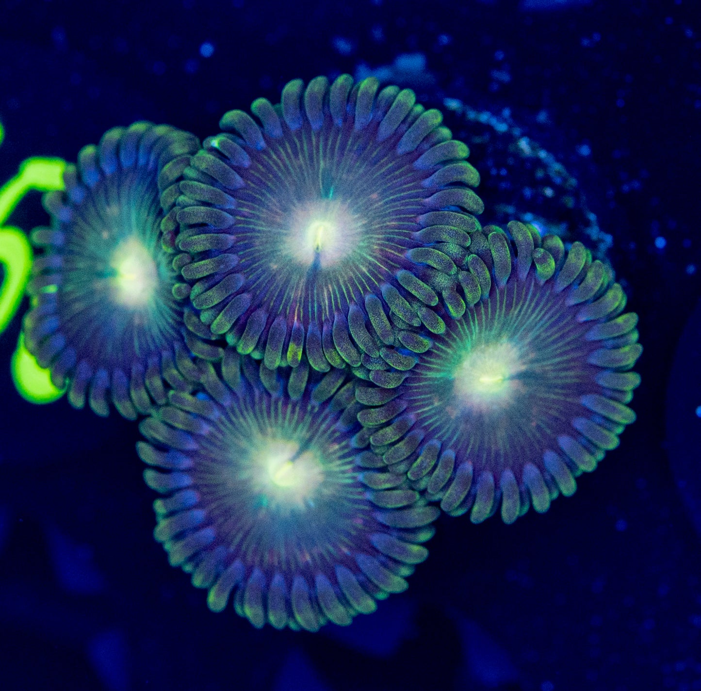 F52 ZOA