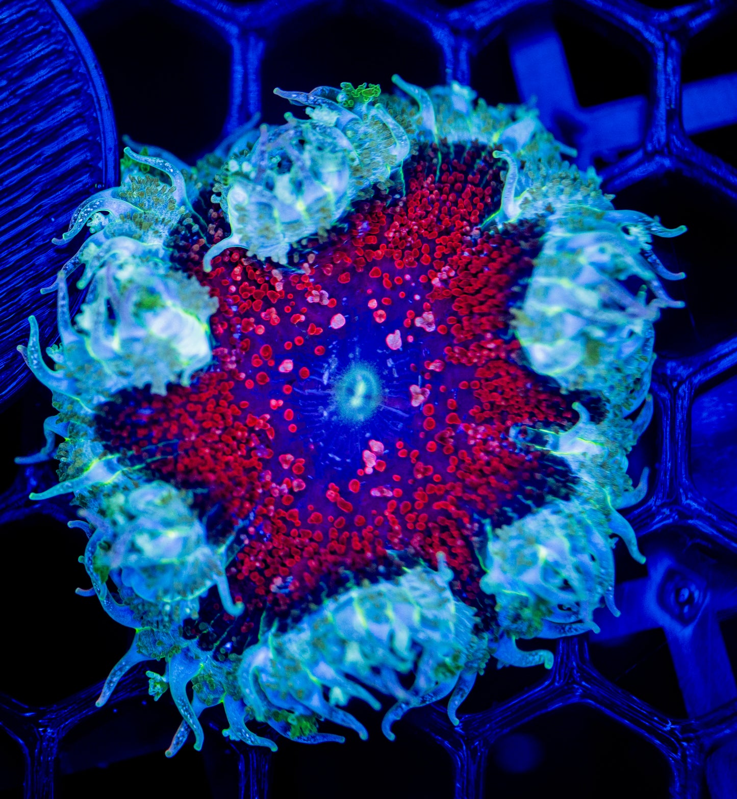 F55 ROCK FLOWER
