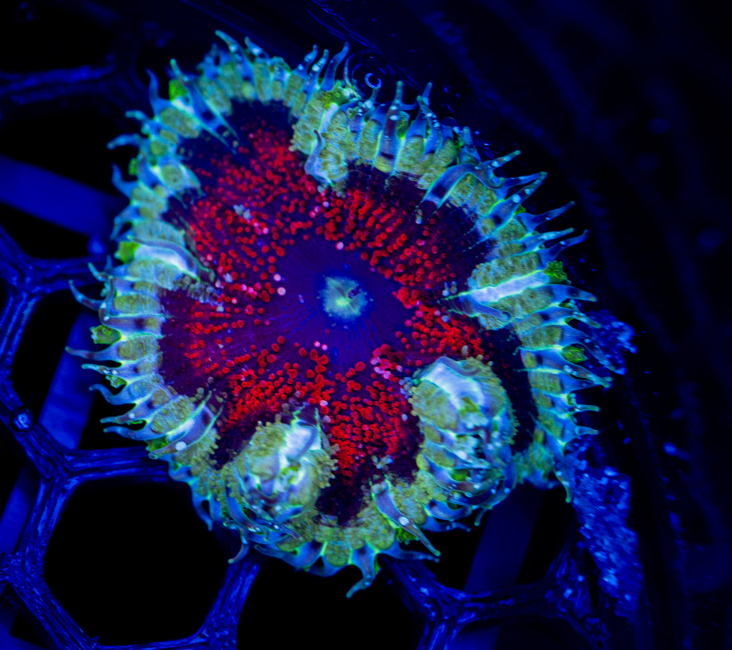 F59 ROCK FLOWER