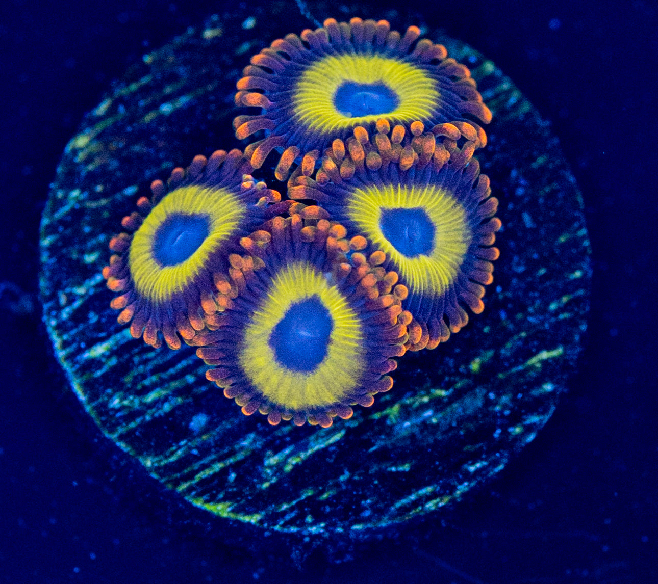 F61 BLONDIE ZOA
