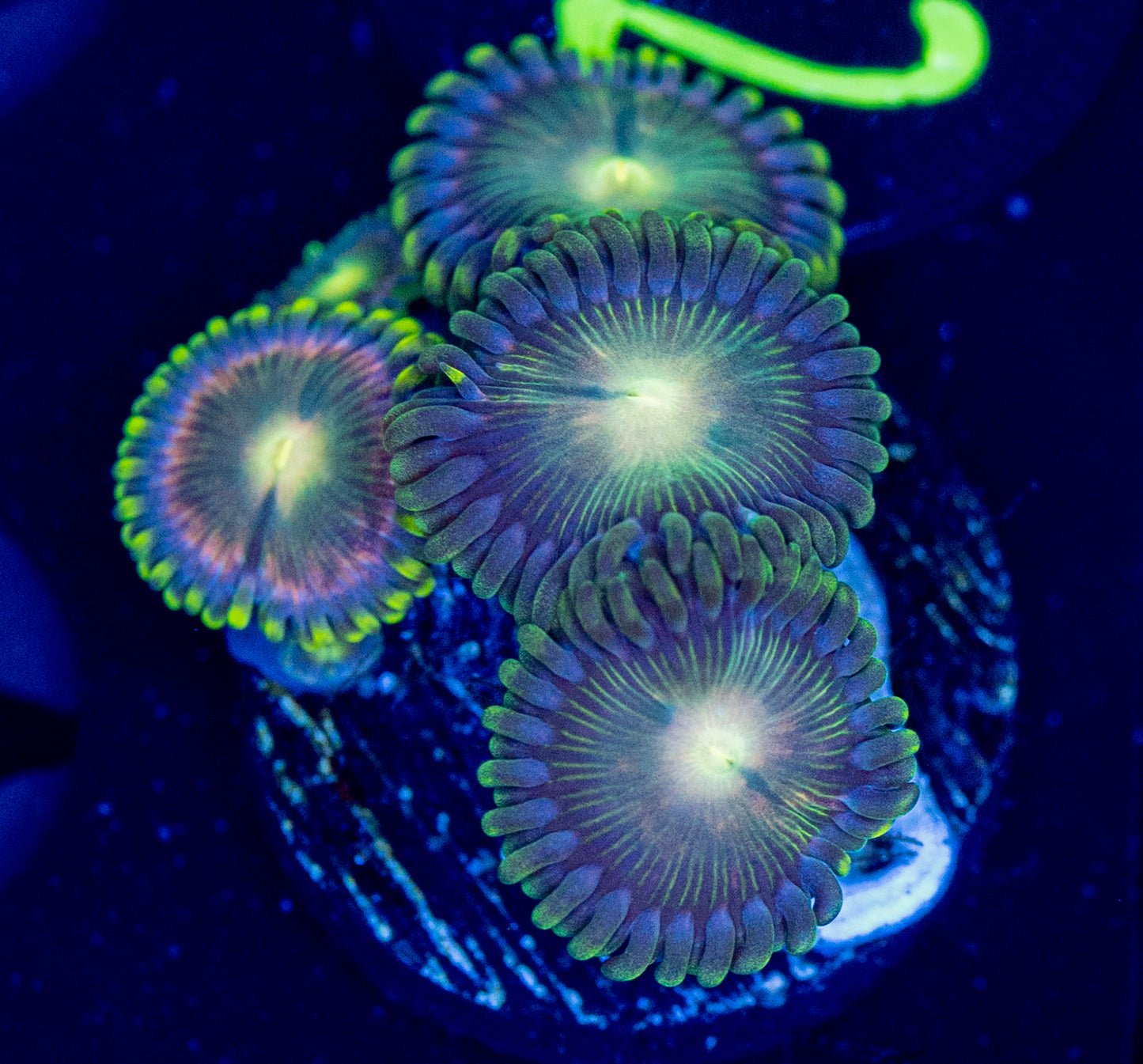 F64 ZOA