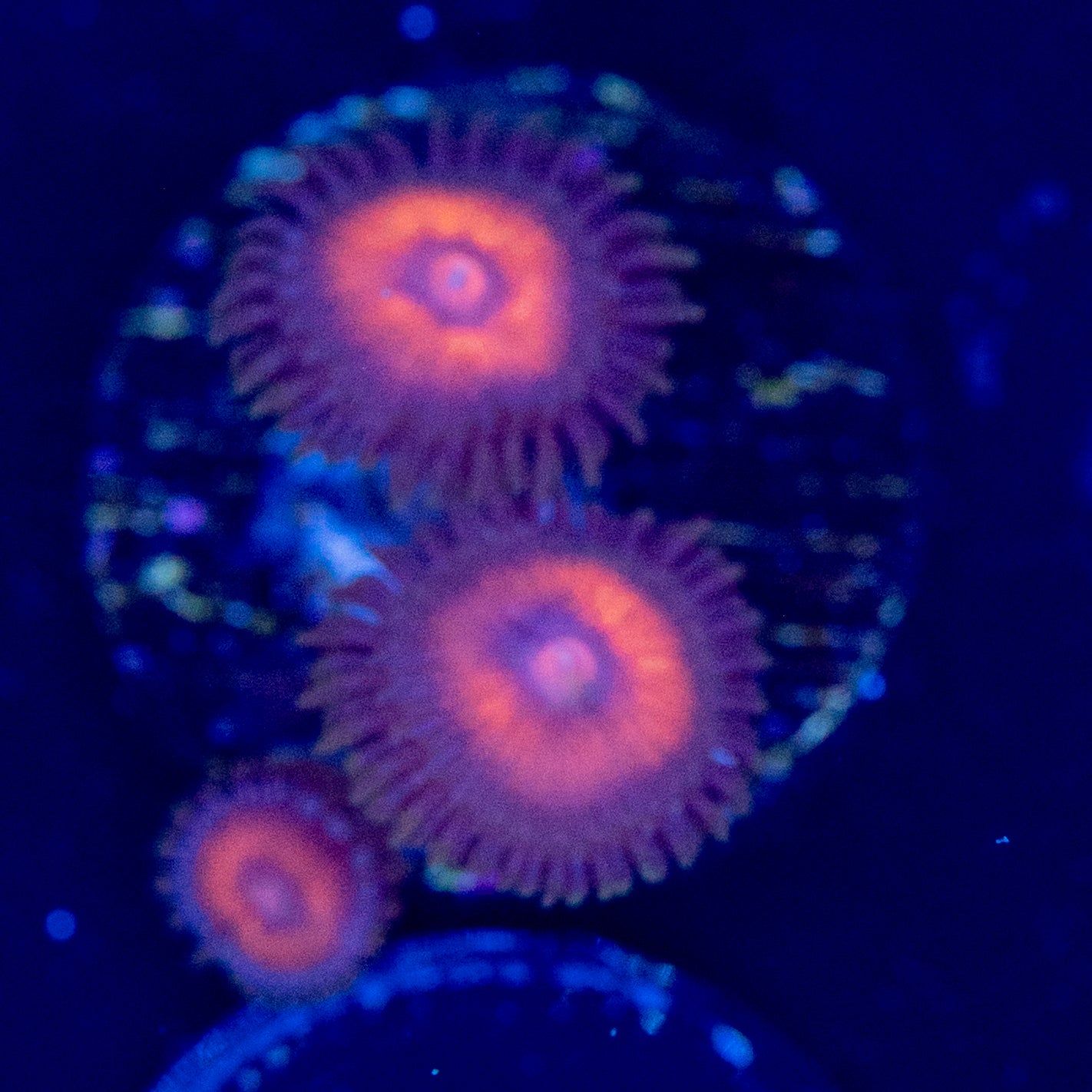 F66 ZOA