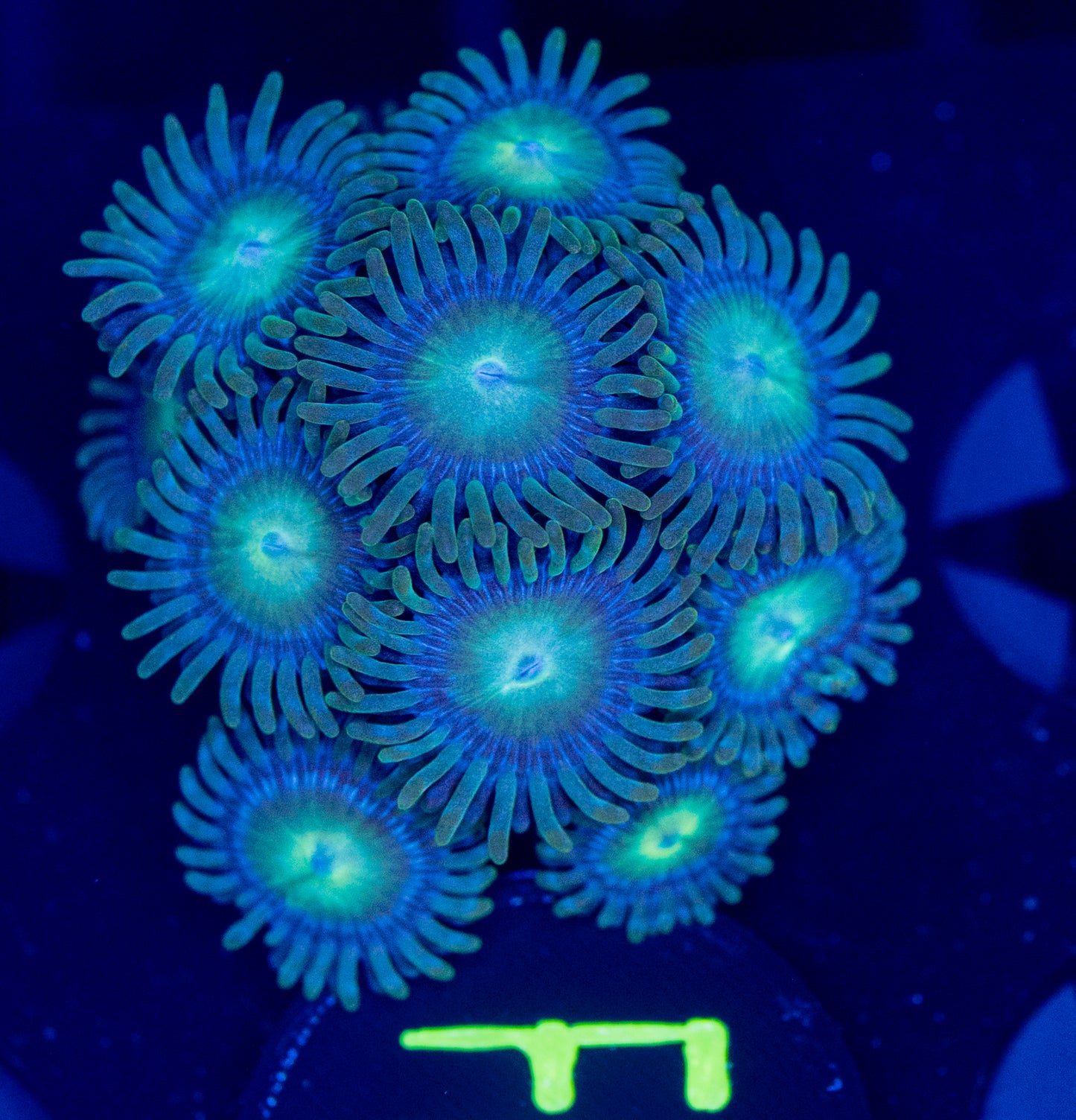F67 ZOA