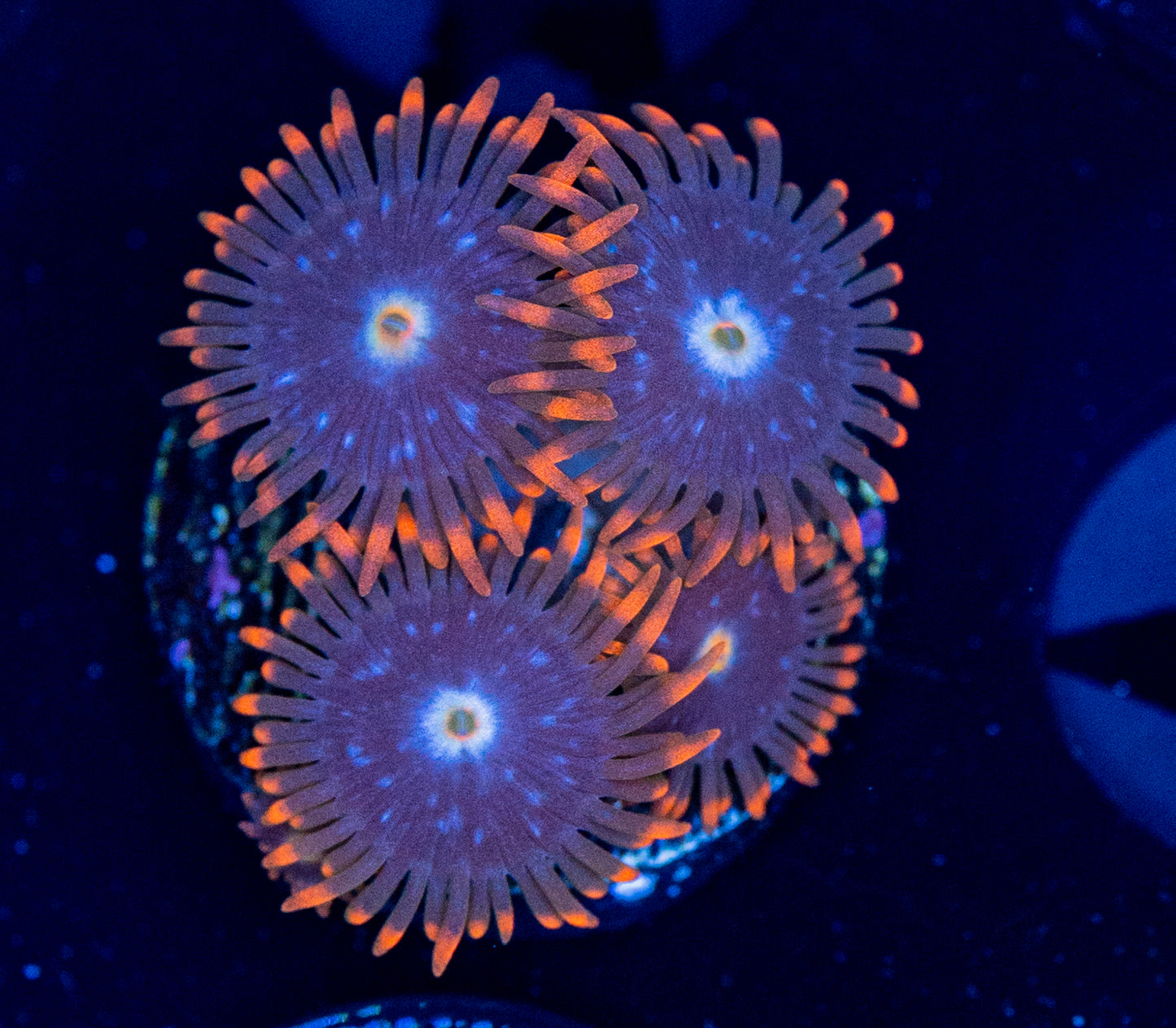 F68 ZOA