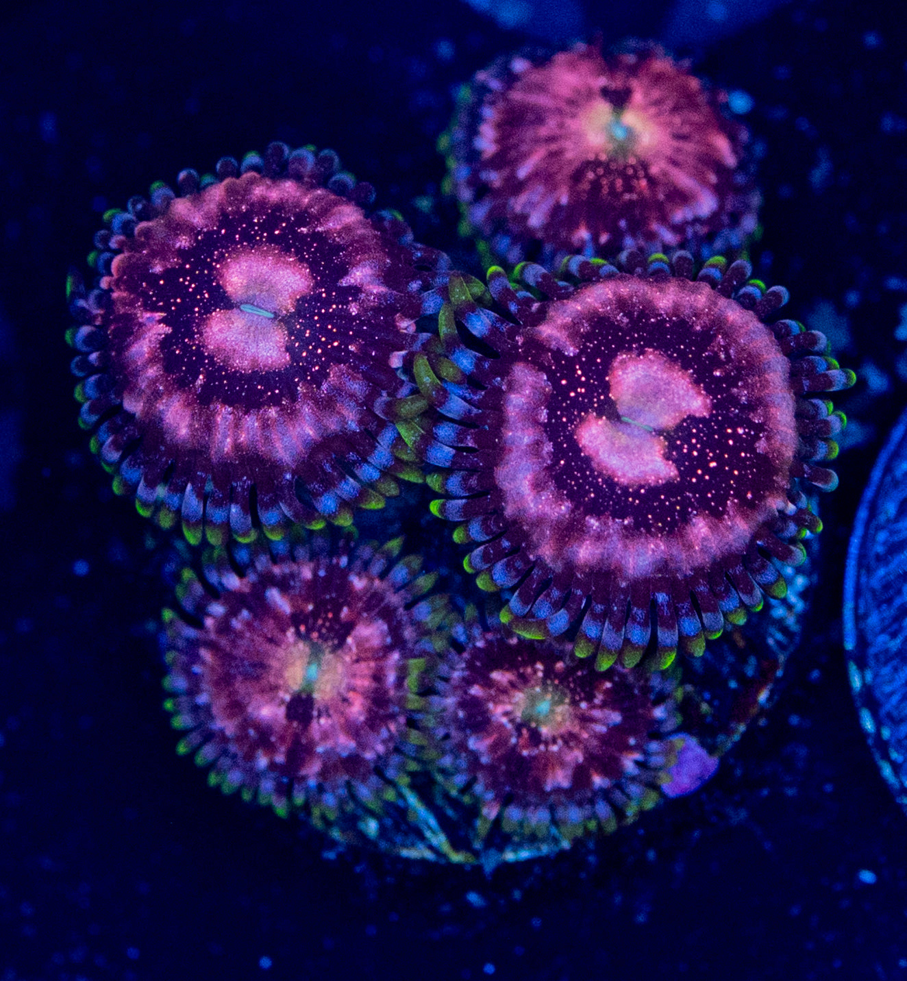 F70 ZOA