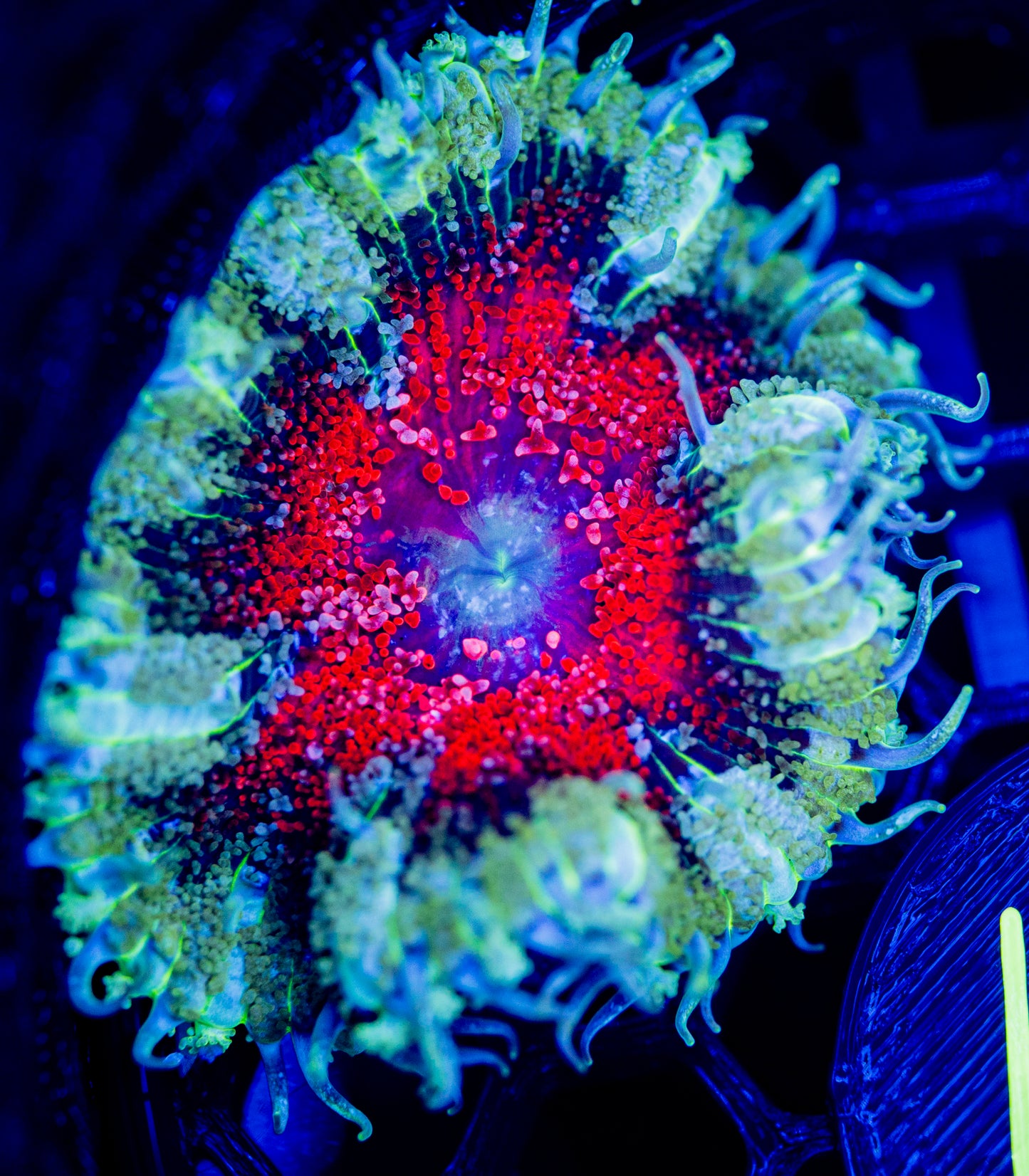 F71 ROCK FLOWER