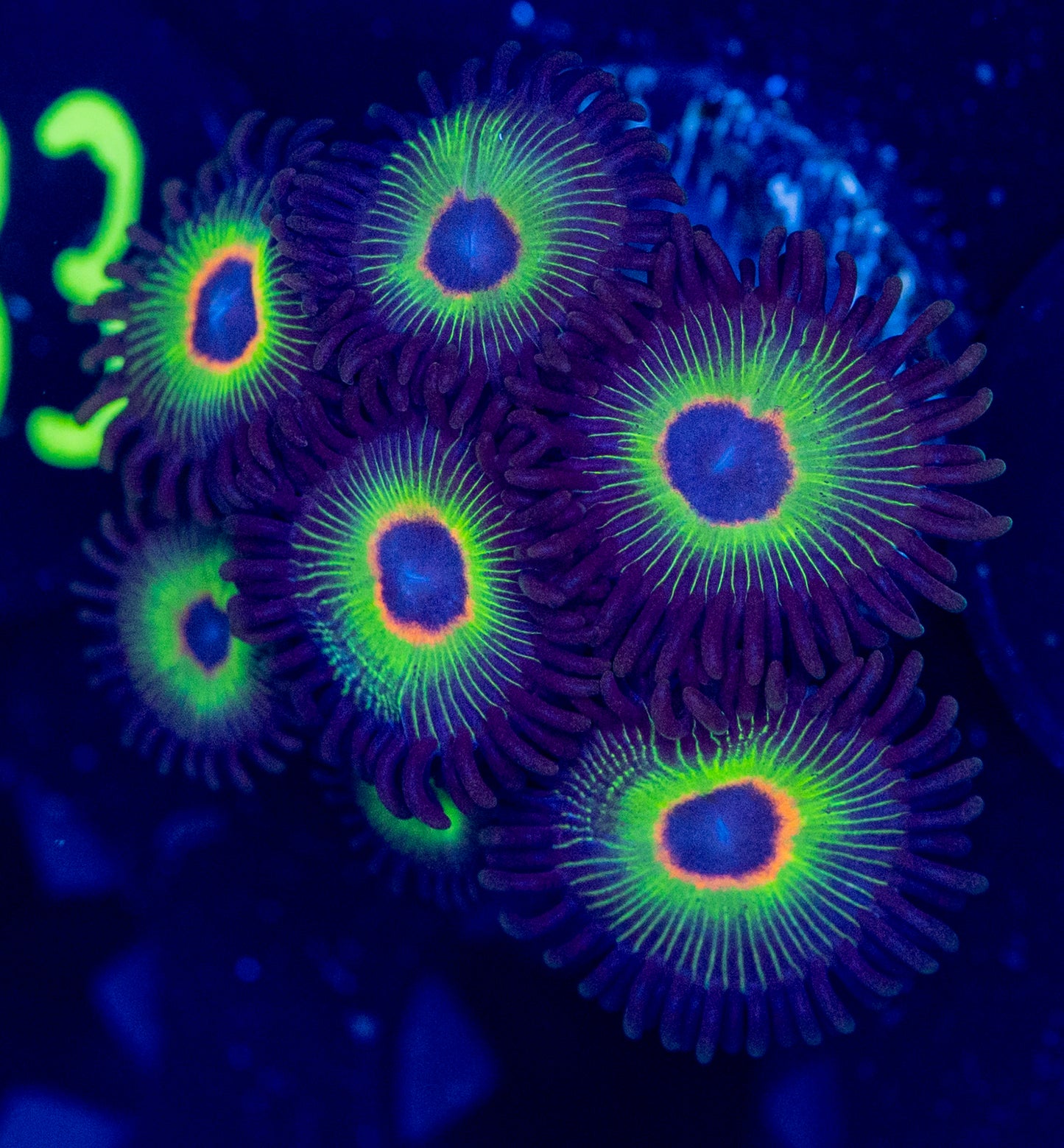 F73 BOB MARLEY ZOA