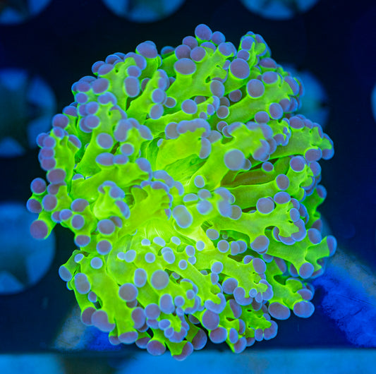 Neon purple tips frogspawn