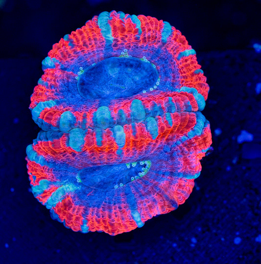 RAS Superman Acan WYSIWYG-V29