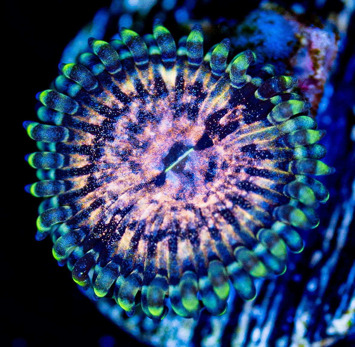 RAS Dark Matter Zoa New Release