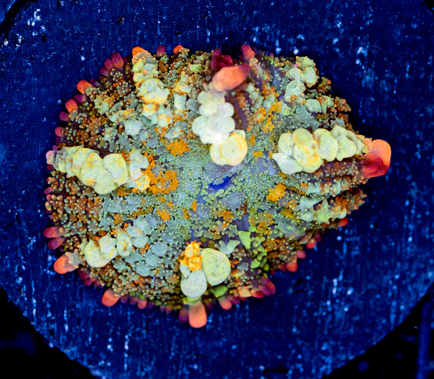 OT7 Rainbow Bounce Mushroom