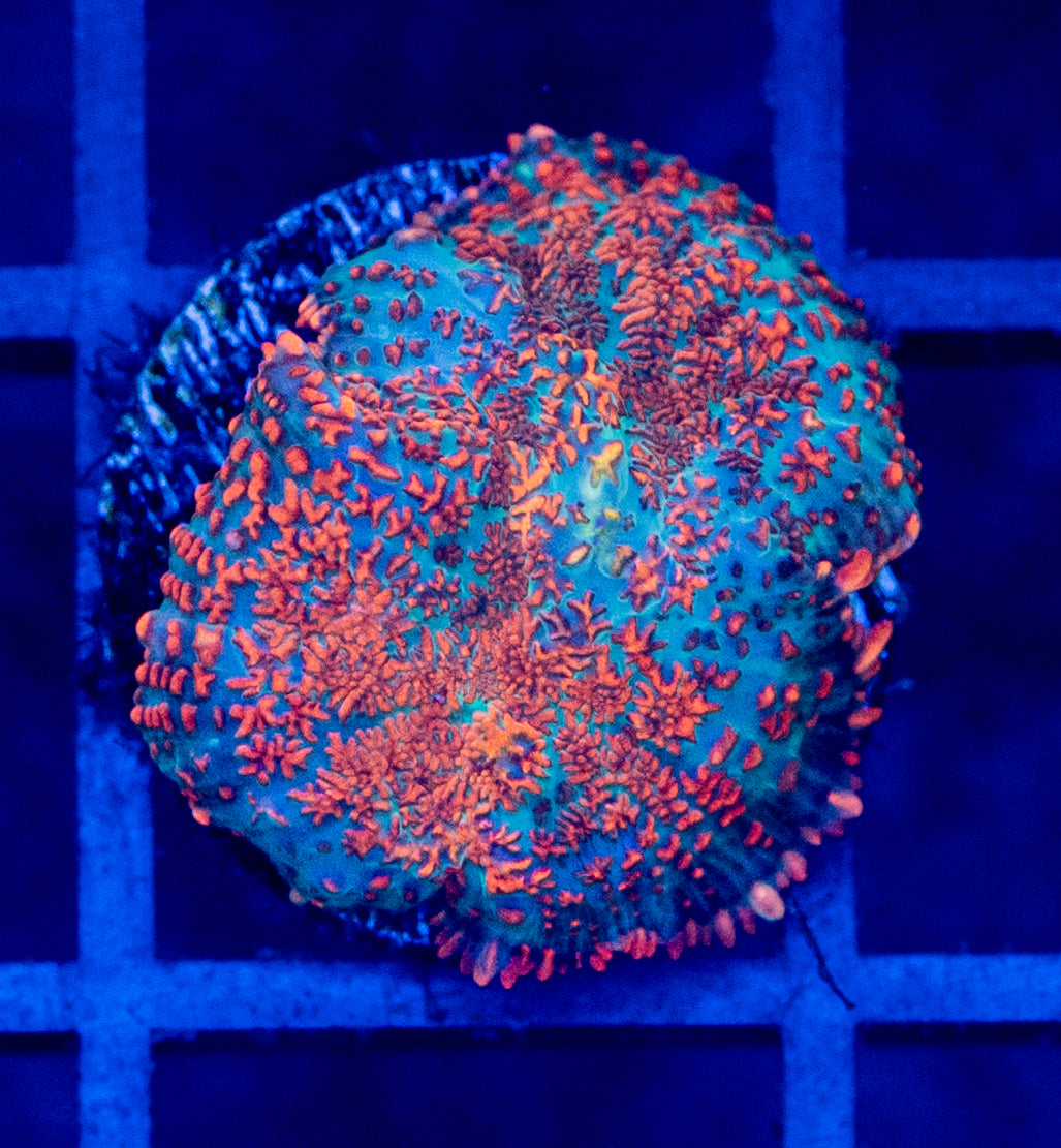 G03B MUSHROOM