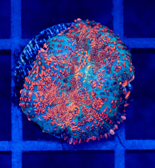 G03B MUSHROOM