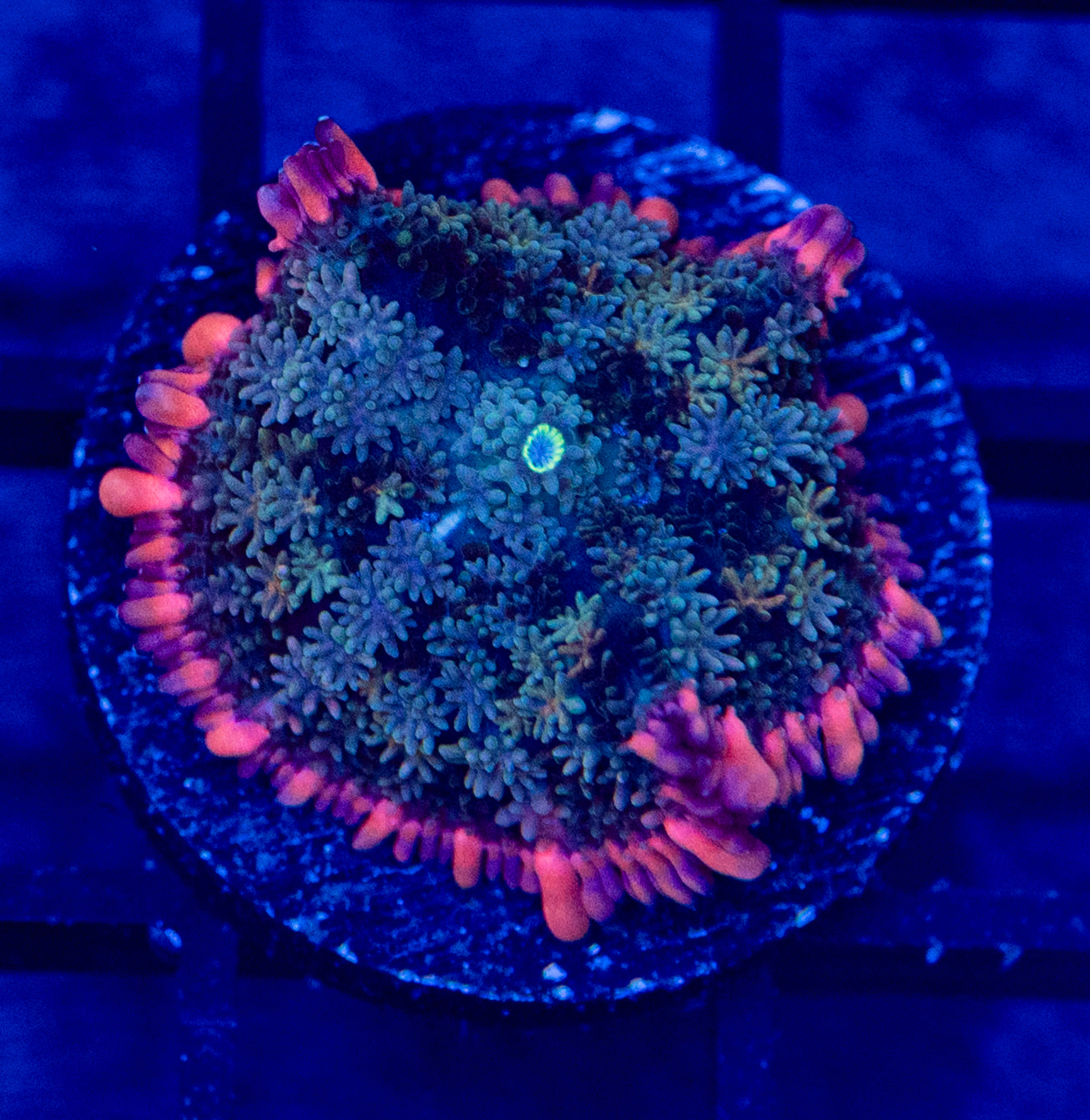 G11B Rainbow FRANK Mushroom / Special