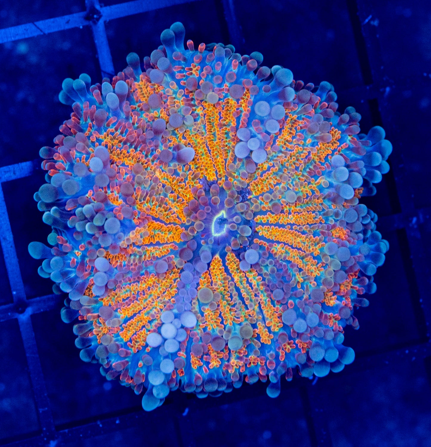 G11B Malaysian Deepwater Yuma