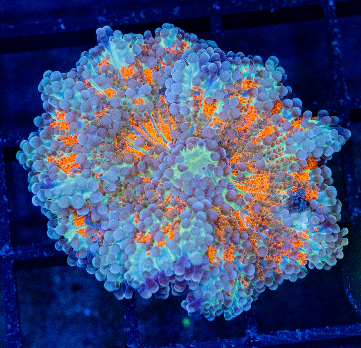 G12B Golden YUMA Mushroom
