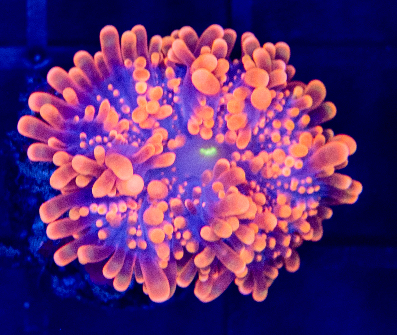 G03B Yuma MUSHROOM