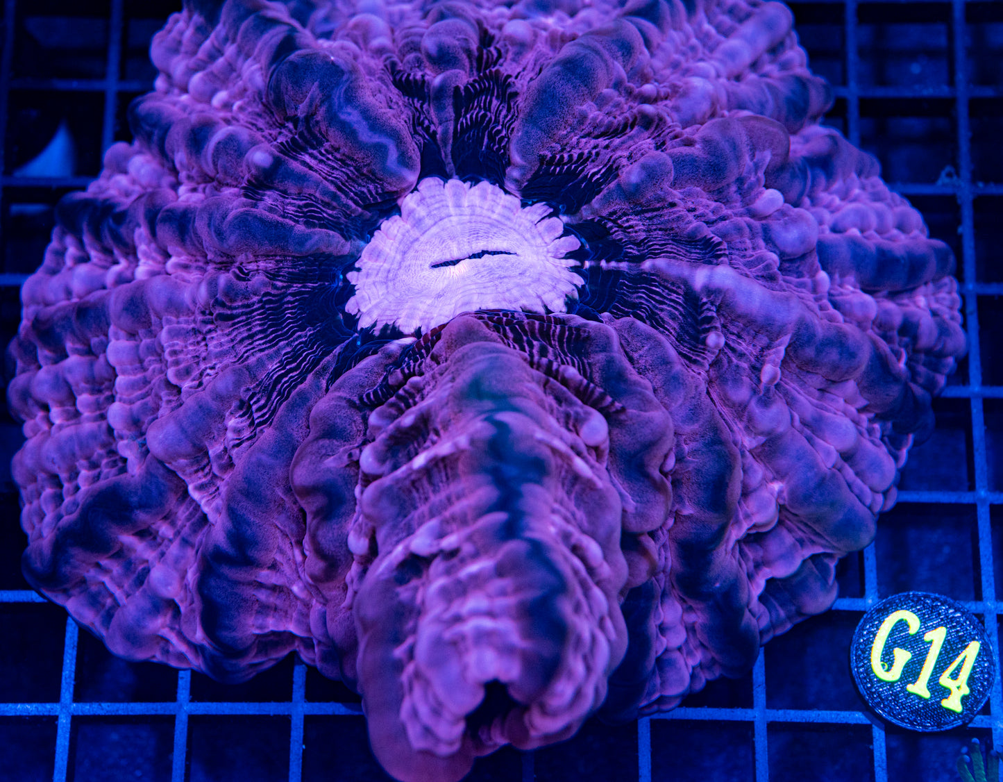 G14B Pink Indophyllia