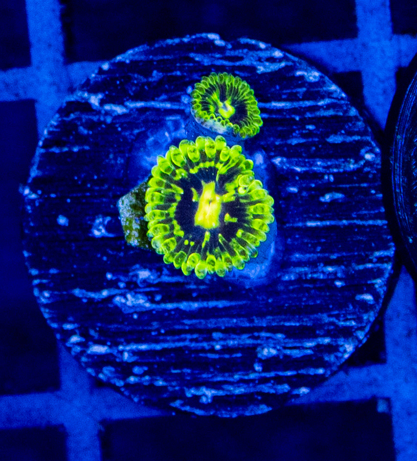 G20B EXOSPHERE ZOA