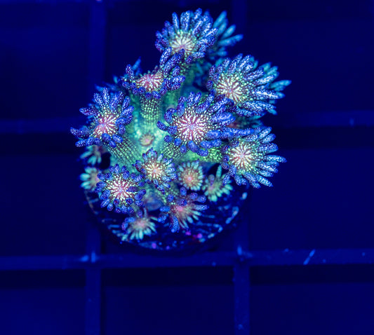 G34 RAS Midnight Sunset GLITTER GONI